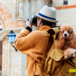 How to Keep Your Pet Safe during Travel